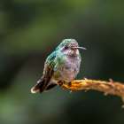 A broad-billed humming bird perched. Art Print